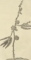 An illustration from Historia naturalis Brasiliae, : auspicio et beneficio illustriss. I. Mauritii Com. Nassau ... adornata : in qua non tantum plantæ et animalia, sed et indigenarum morbi, ingenia et mores describuntur et iconibus supra quingentas illustrantur (1648)