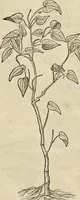 An illustration from Historia naturalis Brasiliae, : auspicio et beneficio illustriss. I. Mauritii Com. Nassau ... adornata : in qua non tantum plantæ et animalia, sed et indigenarum morbi, ingenia et mores describuntur et iconibus supra quingentas illustrantur (1648)
