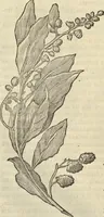 An illustration from Historia naturalis Brasiliae, : auspicio et beneficio illustriss. I. Mauritii Com. Nassau ... adornata : in qua non tantum plantæ et animalia, sed et indigenarum morbi, ingenia et mores describuntur et iconibus supra quingentas illustrantur (1648)