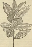 Picture 179 of 397 from Historia naturalis Brasiliae, : auspicio et beneficio illustriss. I. Mauritii Com. Nassau ... adornata : in qua non tantum plantæ et animalia, sed et indigenarum morbi, ingenia et mores describuntur et iconibus supra quingentas illustrantur (1648), leaf 223