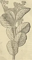 An illustration from Historia naturalis Brasiliae, : auspicio et beneficio illustriss. I. Mauritii Com. Nassau ... adornata : in qua non tantum plantæ et animalia, sed et indigenarum morbi, ingenia et mores describuntur et iconibus supra quingentas illustrantur (1648)