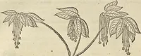 Picture 181 of 397 from Historia naturalis Brasiliae, : auspicio et beneficio illustriss. I. Mauritii Com. Nassau ... adornata : in qua non tantum plantæ et animalia, sed et indigenarum morbi, ingenia et mores describuntur et iconibus supra quingentas illustrantur (1648), leaf 225