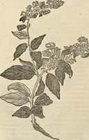 An illustration from Historia naturalis Brasiliae, : auspicio et beneficio illustriss. I. Mauritii Com. Nassau ... adornata : in qua non tantum plantæ et animalia, sed et indigenarum morbi, ingenia et mores describuntur et iconibus supra quingentas illustrantur (1648)
