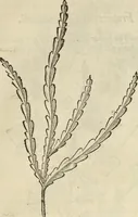 An illustration from Historia naturalis Brasiliae, : auspicio et beneficio illustriss. I. Mauritii Com. Nassau ... adornata : in qua non tantum plantæ et animalia, sed et indigenarum morbi, ingenia et mores describuntur et iconibus supra quingentas illustrantur (1648)