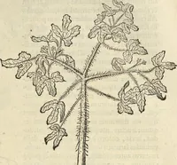 An illustration from Historia naturalis Brasiliae, : auspicio et beneficio illustriss. I. Mauritii Com. Nassau ... adornata : in qua non tantum plantæ et animalia, sed et indigenarum morbi, ingenia et mores describuntur et iconibus supra quingentas illustrantur (1648)