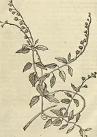 An illustration from Historia naturalis Brasiliae, : auspicio et beneficio illustriss. I. Mauritii Com. Nassau ... adornata : in qua non tantum plantæ et animalia, sed et indigenarum morbi, ingenia et mores describuntur et iconibus supra quingentas illustrantur (1648)