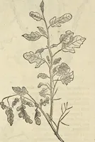 An illustration from Historia naturalis Brasiliae, : auspicio et beneficio illustriss. I. Mauritii Com. Nassau ... adornata : in qua non tantum plantæ et animalia, sed et indigenarum morbi, ingenia et mores describuntur et iconibus supra quingentas illustrantur (1648)