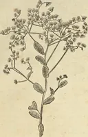 An illustration from Historia naturalis Brasiliae, : auspicio et beneficio illustriss. I. Mauritii Com. Nassau ... adornata : in qua non tantum plantæ et animalia, sed et indigenarum morbi, ingenia et mores describuntur et iconibus supra quingentas illustrantur (1648)