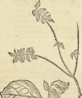 An illustration from Historia naturalis Brasiliae, : auspicio et beneficio illustriss. I. Mauritii Com. Nassau ... adornata : in qua non tantum plantæ et animalia, sed et indigenarum morbi, ingenia et mores describuntur et iconibus supra quingentas illustrantur (1648)