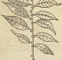 An illustration from Historia naturalis Brasiliae, : auspicio et beneficio illustriss. I. Mauritii Com. Nassau ... adornata : in qua non tantum plantæ et animalia, sed et indigenarum morbi, ingenia et mores describuntur et iconibus supra quingentas illustrantur (1648)