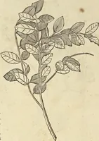An illustration from Historia naturalis Brasiliae, : auspicio et beneficio illustriss. I. Mauritii Com. Nassau ... adornata : in qua non tantum plantæ et animalia, sed et indigenarum morbi, ingenia et mores describuntur et iconibus supra quingentas illustrantur (1648)