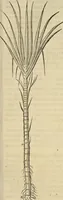An illustration from Historia naturalis Brasiliae, : auspicio et beneficio illustriss. I. Mauritii Com. Nassau ... adornata : in qua non tantum plantæ et animalia, sed et indigenarum morbi, ingenia et mores describuntur et iconibus supra quingentas illustrantur (1648)