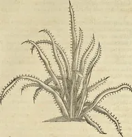 An illustration from Historia naturalis Brasiliae, : auspicio et beneficio illustriss. I. Mauritii Com. Nassau ... adornata : in qua non tantum plantæ et animalia, sed et indigenarum morbi, ingenia et mores describuntur et iconibus supra quingentas illustrantur (1648)
