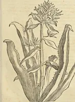 An illustration from Historia naturalis Brasiliae, : auspicio et beneficio illustriss. I. Mauritii Com. Nassau ... adornata : in qua non tantum plantæ et animalia, sed et indigenarum morbi, ingenia et mores describuntur et iconibus supra quingentas illustrantur (1648)