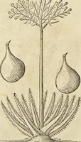 An illustration from Historia naturalis Brasiliae, : auspicio et beneficio illustriss. I. Mauritii Com. Nassau ... adornata : in qua non tantum plantæ et animalia, sed et indigenarum morbi, ingenia et mores describuntur et iconibus supra quingentas illustrantur (1648)
