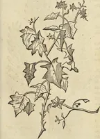 An illustration from Historia naturalis Brasiliae, : auspicio et beneficio illustriss. I. Mauritii Com. Nassau ... adornata : in qua non tantum plantæ et animalia, sed et indigenarum morbi, ingenia et mores describuntur et iconibus supra quingentas illustrantur (1648)