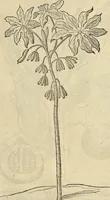 Picture 196 of 397 from Historia naturalis Brasiliae, : auspicio et beneficio illustriss. I. Mauritii Com. Nassau ... adornata : in qua non tantum plantæ et animalia, sed et indigenarum morbi, ingenia et mores describuntur et iconibus supra quingentas illustrantur (1648), leaf 238