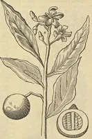 An illustration from Historia naturalis Brasiliae, : auspicio et beneficio illustriss. I. Mauritii Com. Nassau ... adornata : in qua non tantum plantæ et animalia, sed et indigenarum morbi, ingenia et mores describuntur et iconibus supra quingentas illustrantur (1648)