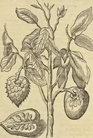 An illustration from Historia naturalis Brasiliae, : auspicio et beneficio illustriss. I. Mauritii Com. Nassau ... adornata : in qua non tantum plantæ et animalia, sed et indigenarum morbi, ingenia et mores describuntur et iconibus supra quingentas illustrantur (1648)