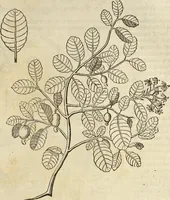 An illustration from Historia naturalis Brasiliae, : auspicio et beneficio illustriss. I. Mauritii Com. Nassau ... adornata : in qua non tantum plantæ et animalia, sed et indigenarum morbi, ingenia et mores describuntur et iconibus supra quingentas illustrantur (1648)