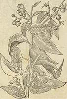 Picture 200 of 397 from Historia naturalis Brasiliae, : auspicio et beneficio illustriss. I. Mauritii Com. Nassau ... adornata : in qua non tantum plantæ et animalia, sed et indigenarum morbi, ingenia et mores describuntur et iconibus supra quingentas illustrantur (1648), leaf 243
