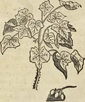 An illustration from Historia naturalis Brasiliae, : auspicio et beneficio illustriss. I. Mauritii Com. Nassau ... adornata : in qua non tantum plantæ et animalia, sed et indigenarum morbi, ingenia et mores describuntur et iconibus supra quingentas illustrantur (1648)