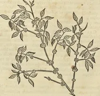 An illustration from Historia naturalis Brasiliae, : auspicio et beneficio illustriss. I. Mauritii Com. Nassau ... adornata : in qua non tantum plantæ et animalia, sed et indigenarum morbi, ingenia et mores describuntur et iconibus supra quingentas illustrantur (1648)