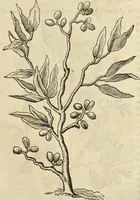 An illustration from Historia naturalis Brasiliae, : auspicio et beneficio illustriss. I. Mauritii Com. Nassau ... adornata : in qua non tantum plantæ et animalia, sed et indigenarum morbi, ingenia et mores describuntur et iconibus supra quingentas illustrantur (1648)