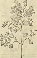 An illustration from Historia naturalis Brasiliae, : auspicio et beneficio illustriss. I. Mauritii Com. Nassau ... adornata : in qua non tantum plantæ et animalia, sed et indigenarum morbi, ingenia et mores describuntur et iconibus supra quingentas illustrantur (1648)