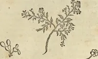 An illustration from Historia naturalis Brasiliae, : auspicio et beneficio illustriss. I. Mauritii Com. Nassau ... adornata : in qua non tantum plantæ et animalia, sed et indigenarum morbi, ingenia et mores describuntur et iconibus supra quingentas illustrantur (1648)