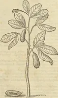 Picture 206 of 397 from Historia naturalis Brasiliae, : auspicio et beneficio illustriss. I. Mauritii Com. Nassau ... adornata : in qua non tantum plantæ et animalia, sed et indigenarum morbi, ingenia et mores describuntur et iconibus supra quingentas illustrantur (1648), leaf 248