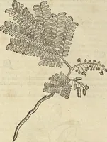 An illustration from Historia naturalis Brasiliae, : auspicio et beneficio illustriss. I. Mauritii Com. Nassau ... adornata : in qua non tantum plantæ et animalia, sed et indigenarum morbi, ingenia et mores describuntur et iconibus supra quingentas illustrantur (1648)