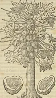 An illustration from Historia naturalis Brasiliae, : auspicio et beneficio illustriss. I. Mauritii Com. Nassau ... adornata : in qua non tantum plantæ et animalia, sed et indigenarum morbi, ingenia et mores describuntur et iconibus supra quingentas illustrantur (1648)