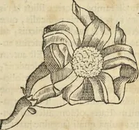 An illustration from Historia naturalis Brasiliae, : auspicio et beneficio illustriss. I. Mauritii Com. Nassau ... adornata : in qua non tantum plantæ et animalia, sed et indigenarum morbi, ingenia et mores describuntur et iconibus supra quingentas illustrantur (1648)