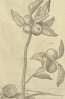 An illustration from Historia naturalis Brasiliae, : auspicio et beneficio illustriss. I. Mauritii Com. Nassau ... adornata : in qua non tantum plantæ et animalia, sed et indigenarum morbi, ingenia et mores describuntur et iconibus supra quingentas illustrantur (1648)