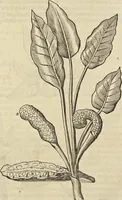 An illustration from Historia naturalis Brasiliae, : auspicio et beneficio illustriss. I. Mauritii Com. Nassau ... adornata : in qua non tantum plantæ et animalia, sed et indigenarum morbi, ingenia et mores describuntur et iconibus supra quingentas illustrantur (1648)
