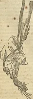 An illustration from Historia naturalis Brasiliae, : auspicio et beneficio illustriss. I. Mauritii Com. Nassau ... adornata : in qua non tantum plantæ et animalia, sed et indigenarum morbi, ingenia et mores describuntur et iconibus supra quingentas illustrantur (1648)