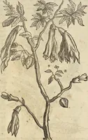 An illustration from Historia naturalis Brasiliae, : auspicio et beneficio illustriss. I. Mauritii Com. Nassau ... adornata : in qua non tantum plantæ et animalia, sed et indigenarum morbi, ingenia et mores describuntur et iconibus supra quingentas illustrantur (1648)