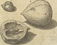 An illustration from Historia naturalis Brasiliae, : auspicio et beneficio illustriss. I. Mauritii Com. Nassau ... adornata : in qua non tantum plantæ et animalia, sed et indigenarum morbi, ingenia et mores describuntur et iconibus supra quingentas illustrantur (1648)
