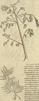 An illustration from Historia naturalis Brasiliae, : auspicio et beneficio illustriss. I. Mauritii Com. Nassau ... adornata : in qua non tantum plantæ et animalia, sed et indigenarum morbi, ingenia et mores describuntur et iconibus supra quingentas illustrantur (1648)