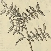 An illustration from Historia naturalis Brasiliae, : auspicio et beneficio illustriss. I. Mauritii Com. Nassau ... adornata : in qua non tantum plantæ et animalia, sed et indigenarum morbi, ingenia et mores describuntur et iconibus supra quingentas illustrantur (1648)