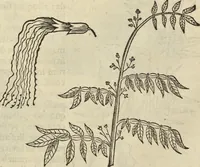 An illustration from Historia naturalis Brasiliae, : auspicio et beneficio illustriss. I. Mauritii Com. Nassau ... adornata : in qua non tantum plantæ et animalia, sed et indigenarum morbi, ingenia et mores describuntur et iconibus supra quingentas illustrantur (1648)