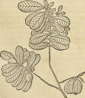 An illustration from Historia naturalis Brasiliae, : auspicio et beneficio illustriss. I. Mauritii Com. Nassau ... adornata : in qua non tantum plantæ et animalia, sed et indigenarum morbi, ingenia et mores describuntur et iconibus supra quingentas illustrantur (1648)
