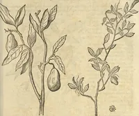 An illustration from Historia naturalis Brasiliae, : auspicio et beneficio illustriss. I. Mauritii Com. Nassau ... adornata : in qua non tantum plantæ et animalia, sed et indigenarum morbi, ingenia et mores describuntur et iconibus supra quingentas illustrantur (1648)