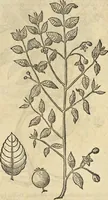 An illustration from Historia naturalis Brasiliae, : auspicio et beneficio illustriss. I. Mauritii Com. Nassau ... adornata : in qua non tantum plantæ et animalia, sed et indigenarum morbi, ingenia et mores describuntur et iconibus supra quingentas illustrantur (1648)