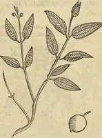 An illustration from Historia naturalis Brasiliae, : auspicio et beneficio illustriss. I. Mauritii Com. Nassau ... adornata : in qua non tantum plantæ et animalia, sed et indigenarum morbi, ingenia et mores describuntur et iconibus supra quingentas illustrantur (1648)