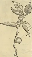 An illustration from Historia naturalis Brasiliae, : auspicio et beneficio illustriss. I. Mauritii Com. Nassau ... adornata : in qua non tantum plantæ et animalia, sed et indigenarum morbi, ingenia et mores describuntur et iconibus supra quingentas illustrantur (1648)