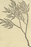 An illustration from Historia naturalis Brasiliae, : auspicio et beneficio illustriss. I. Mauritii Com. Nassau ... adornata : in qua non tantum plantæ et animalia, sed et indigenarum morbi, ingenia et mores describuntur et iconibus supra quingentas illustrantur (1648)