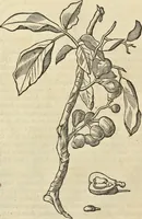 Picture 230 of 397 from Historia naturalis Brasiliae, : auspicio et beneficio illustriss. I. Mauritii Com. Nassau ... adornata : in qua non tantum plantæ et animalia, sed et indigenarum morbi, ingenia et mores describuntur et iconibus supra quingentas illustrantur (1648), leaf 267