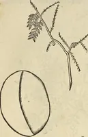 Picture 231 of 397 from Historia naturalis Brasiliae, : auspicio et beneficio illustriss. I. Mauritii Com. Nassau ... adornata : in qua non tantum plantæ et animalia, sed et indigenarum morbi, ingenia et mores describuntur et iconibus supra quingentas illustrantur (1648), leaf 268